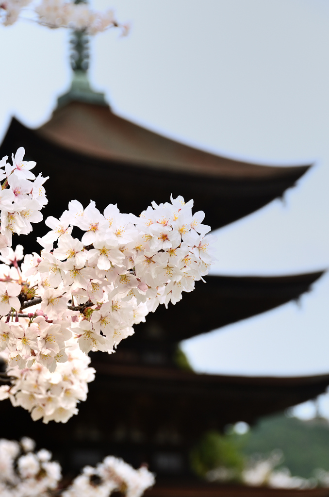 瑠璃光寺2021　3月-3　桜と五重塔②