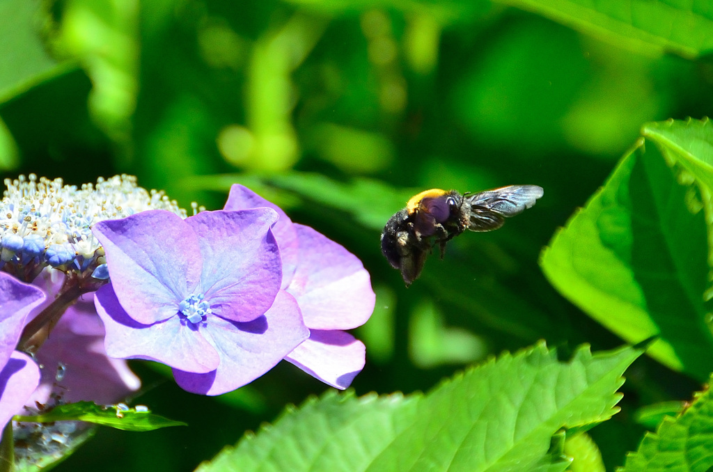 白野江2020　6月　紫陽花＆熊蜂①