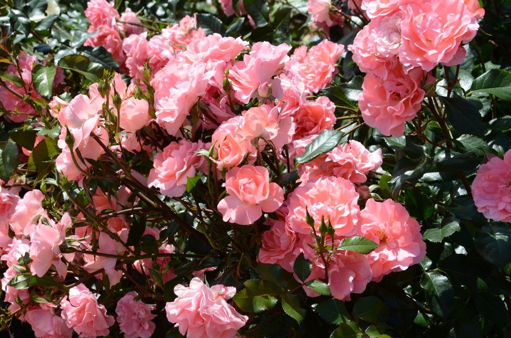 ｸﾞﾘｰﾝﾊﾟｰｸ2018　薔薇園7