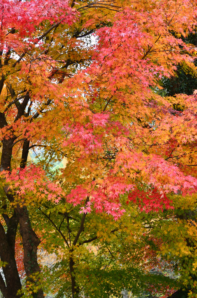 鱒渕ダム2018　紅葉①