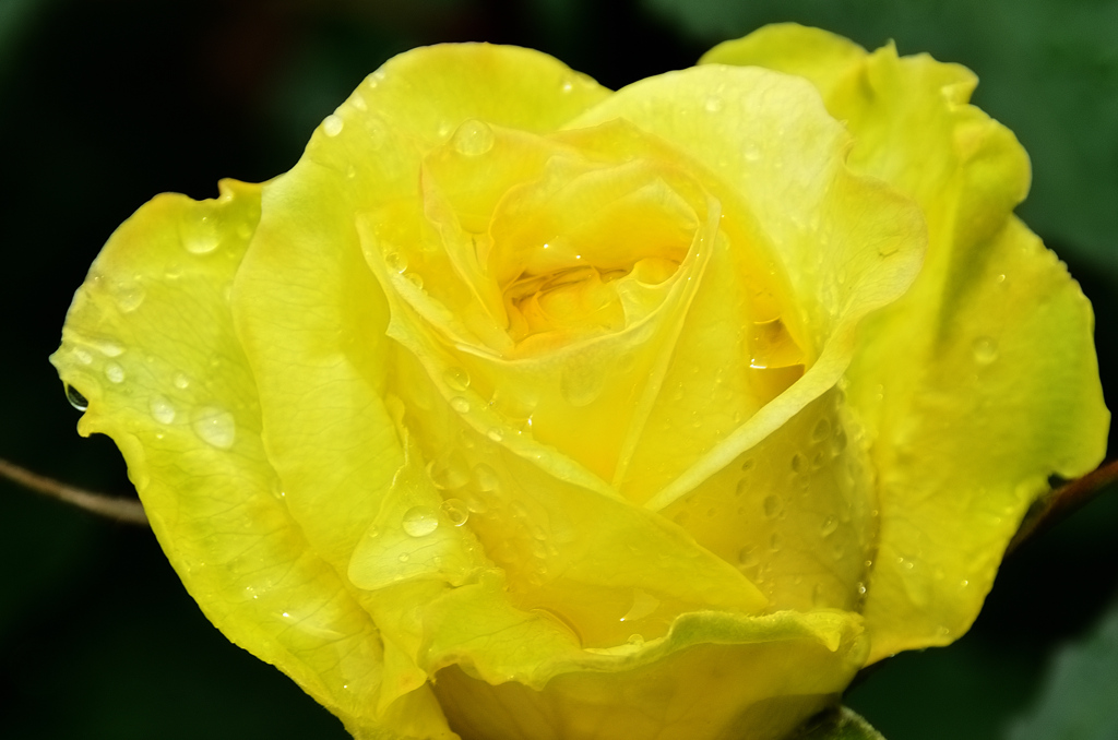 農事センター2021　4月　薔薇　不詳