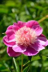 白野江2021　5月　芍薬①