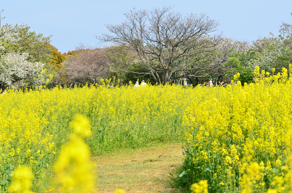 海の中道海浜公園2022　4月　菜の花の小径