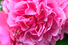 バルコニー2022　春-01　薔薇　ヒストリー