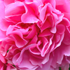 バルコニー2022　春-01　薔薇　ヒストリー