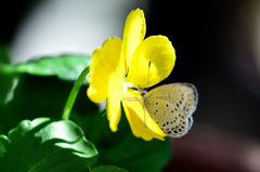 黄色い花とシジミ蝶