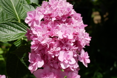 紫陽花