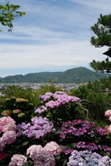 紫陽花