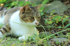 今日の野良ちゃん