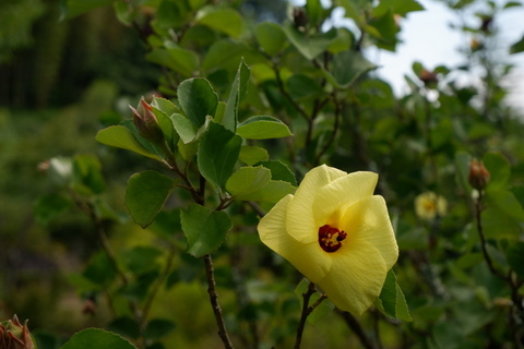 フヨウの花