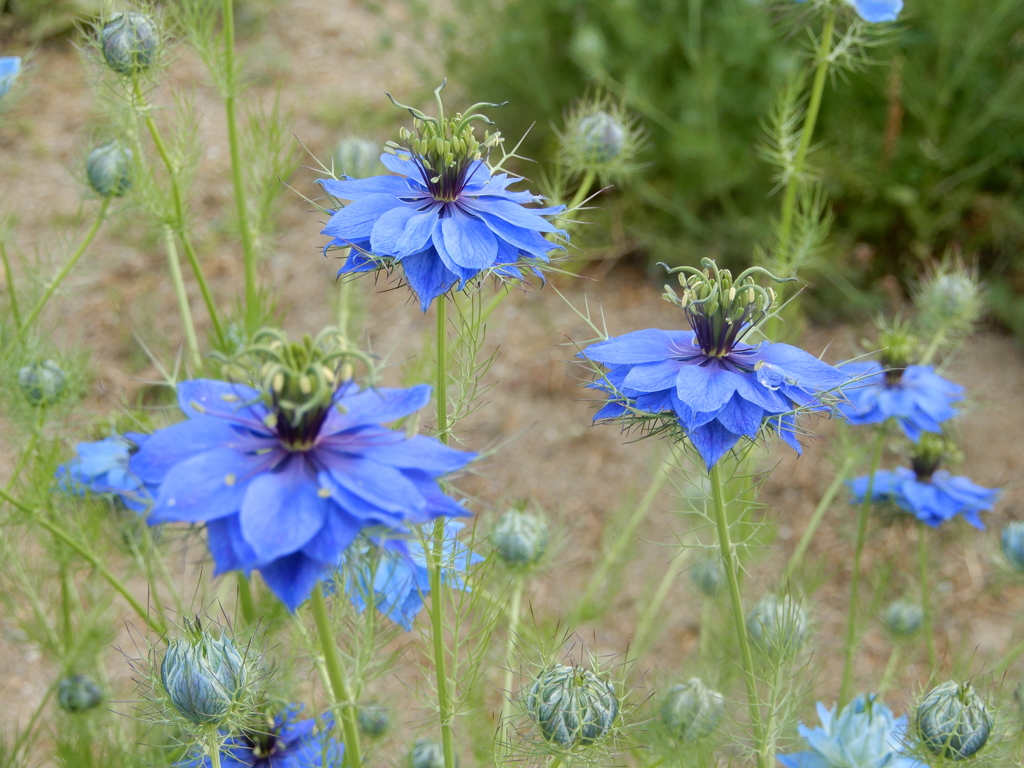 花