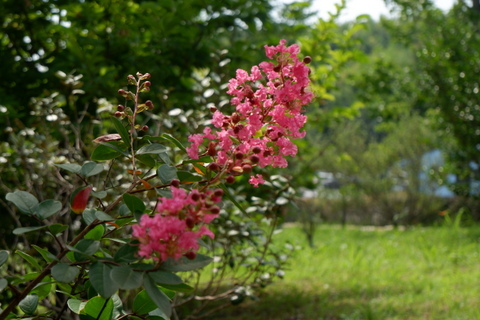 さるすべりの花