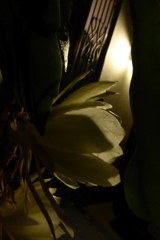華やか白い花　1-P1100289