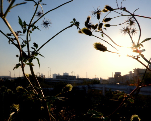 秋の空.ゆうひに輝いていた.種たち