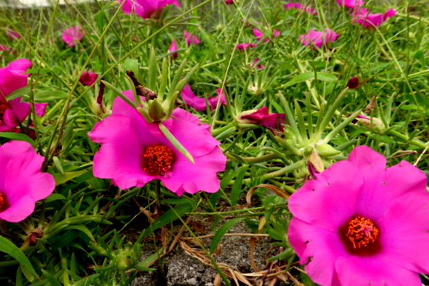 秋の花