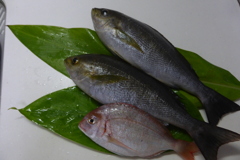 いさぎ