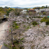 和歌山城の桜