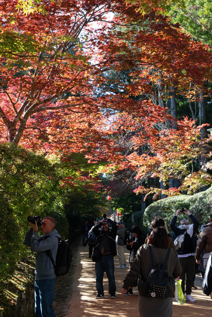 高野山の紅葉