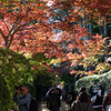 高野山の紅葉