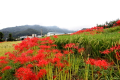 彼岸花