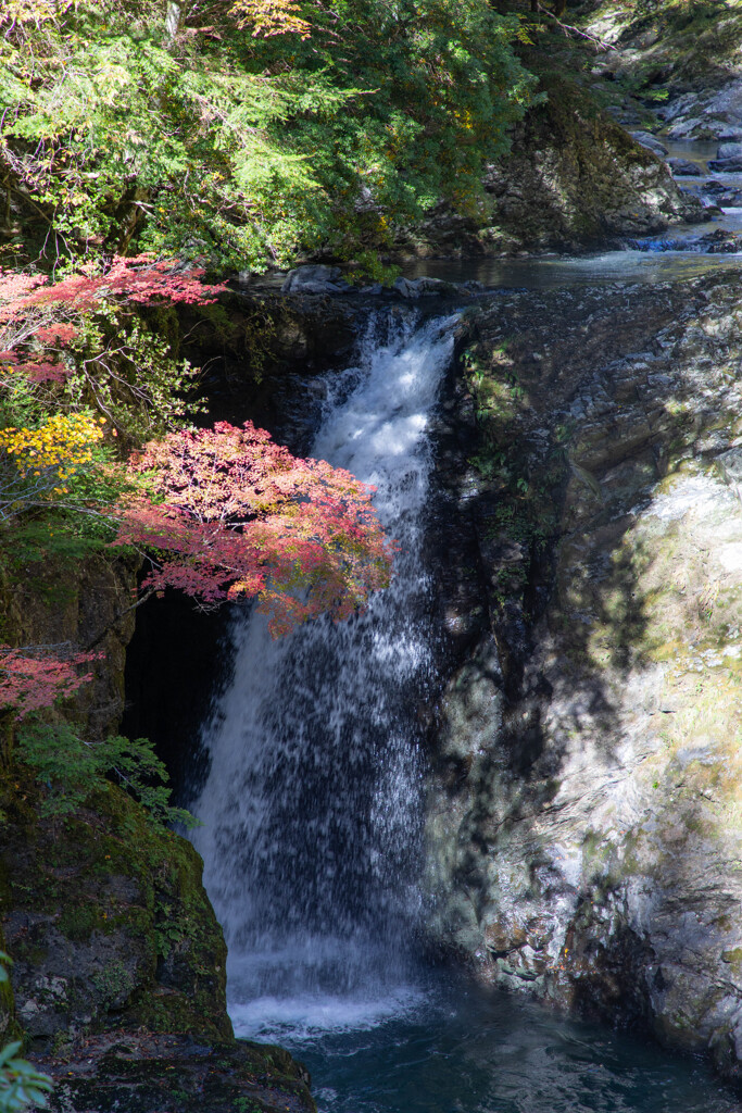 高野山の紅葉