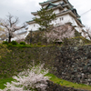 和歌山城の桜