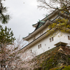 和歌山城の桜
