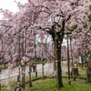 和歌山城の桜