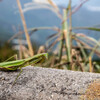 生石高原の秋