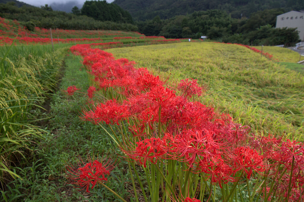 彼岸花