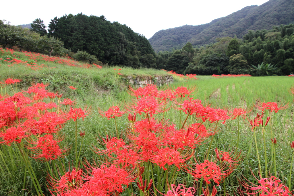 彼岸花