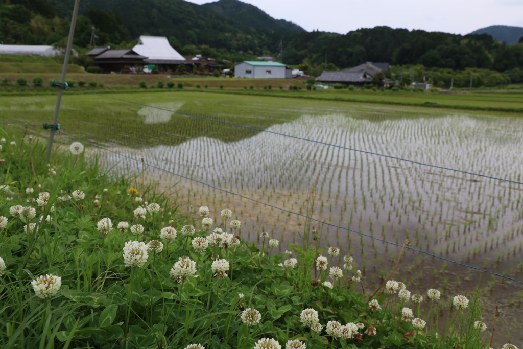 天野の里