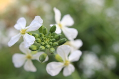 赤い大根の花