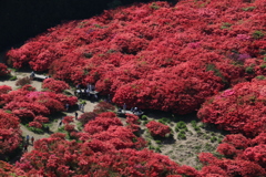 葛城山のツツジ