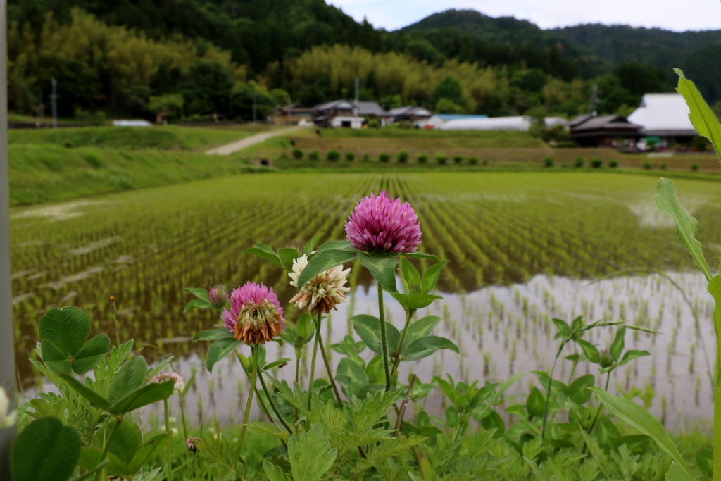 天野の里