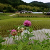 天野の里