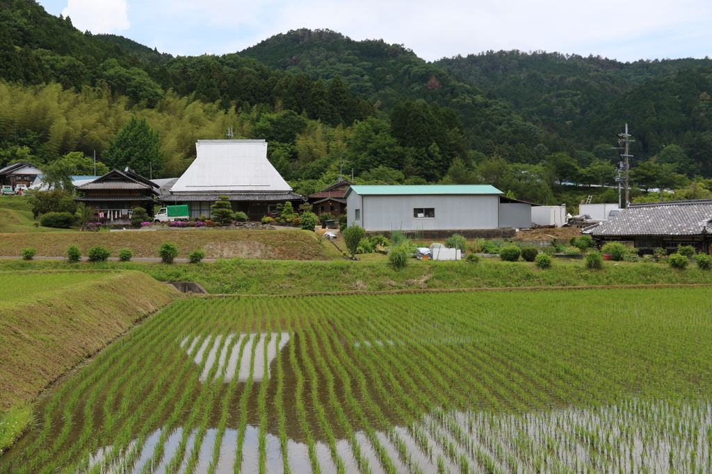 田植えが終わった天野　