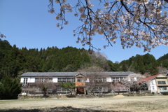 学校のサクラ
