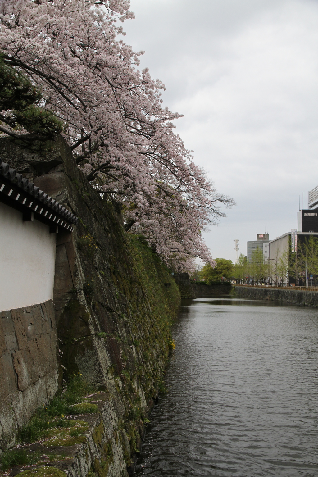 和歌山の桜