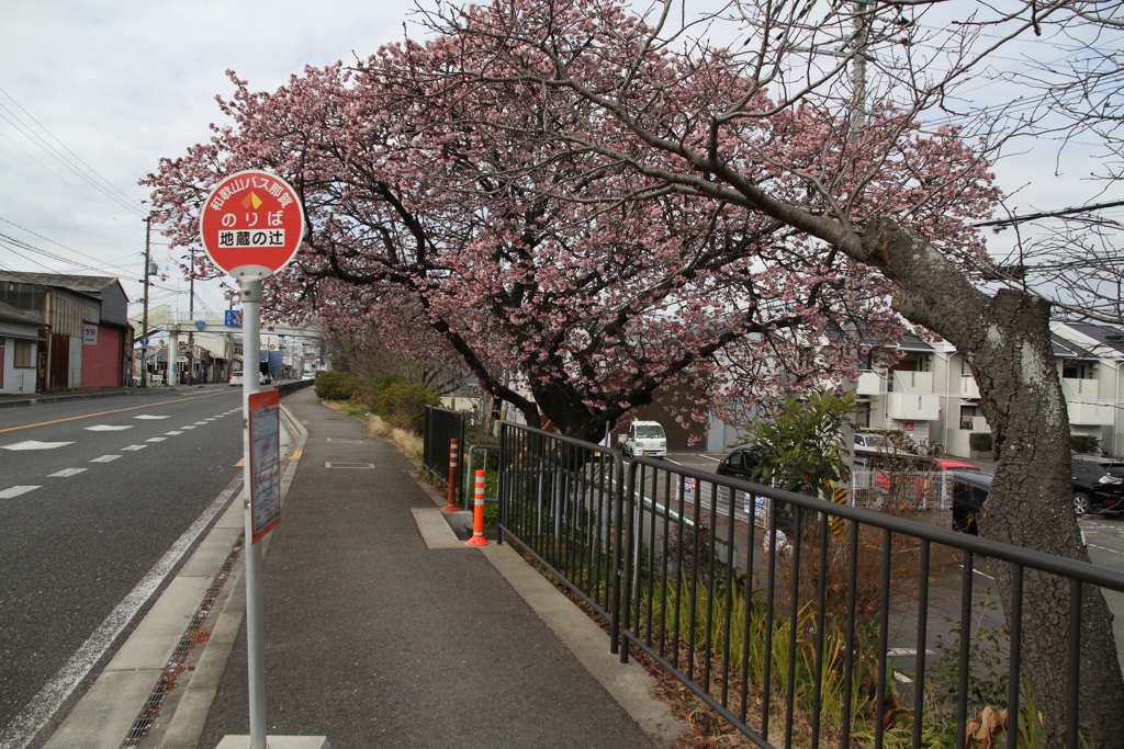 バス停の桜