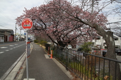バス停の桜