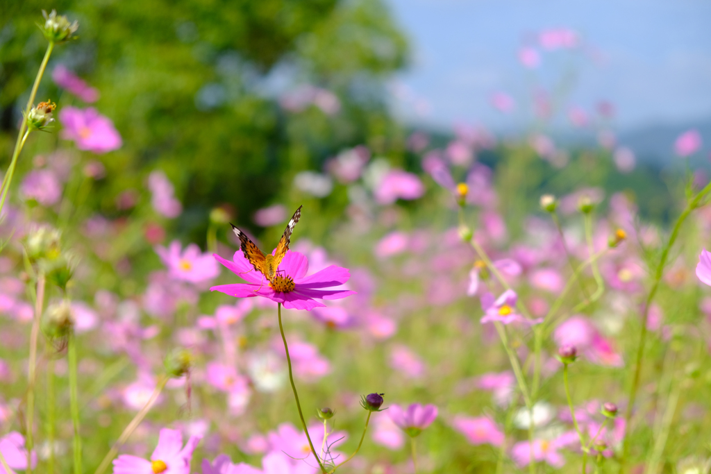 蝶がいる秋桜畑
