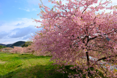 河津桜 1