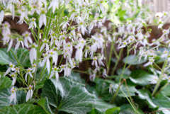日陰の花