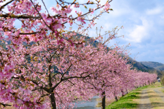 河津桜 3