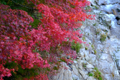 紅葉１