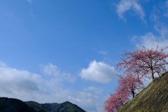 河津桜 2