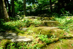 苔道