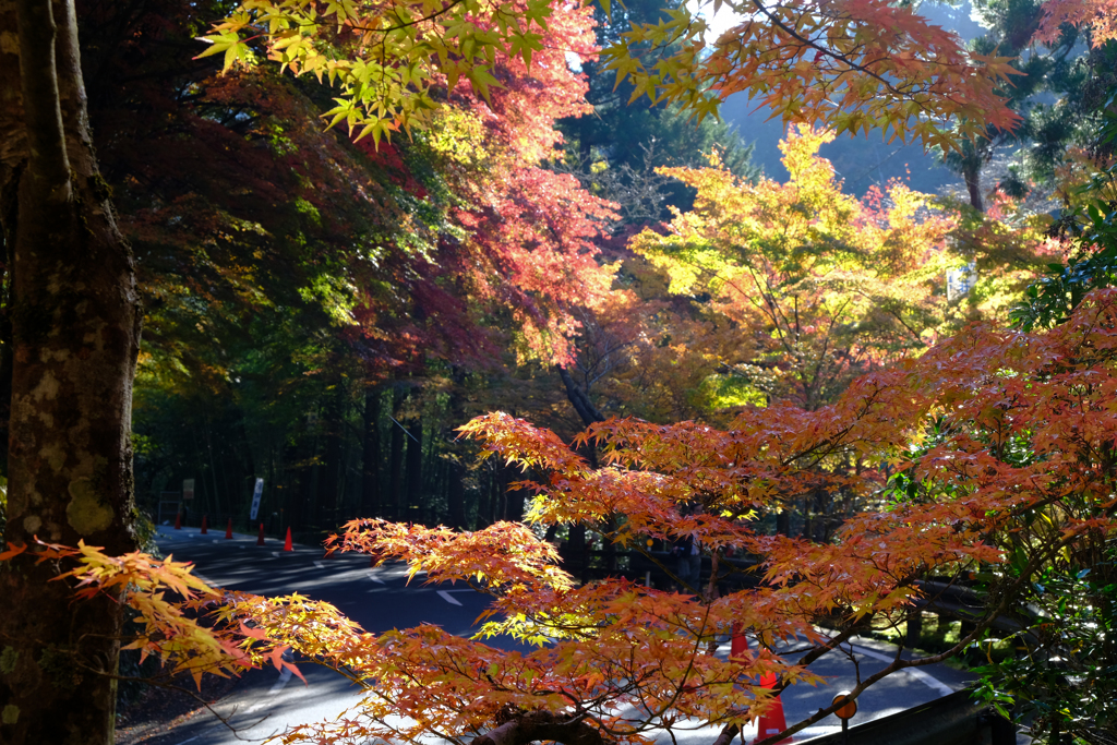紅葉２