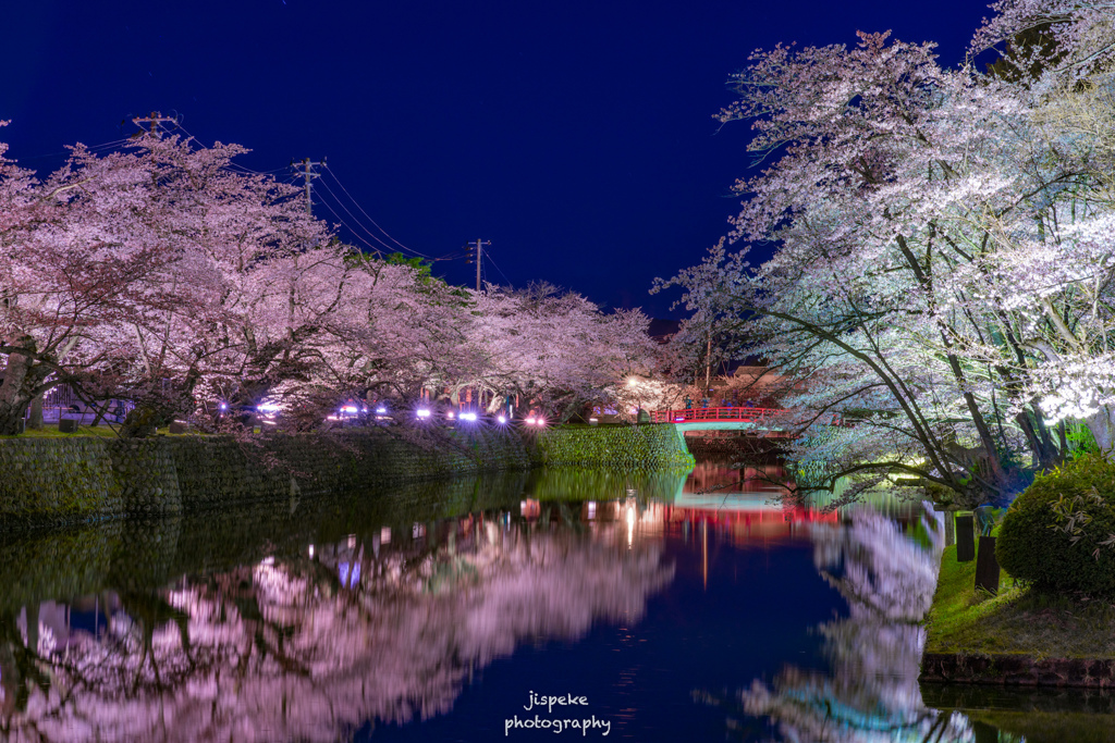上杉神社の夜桜